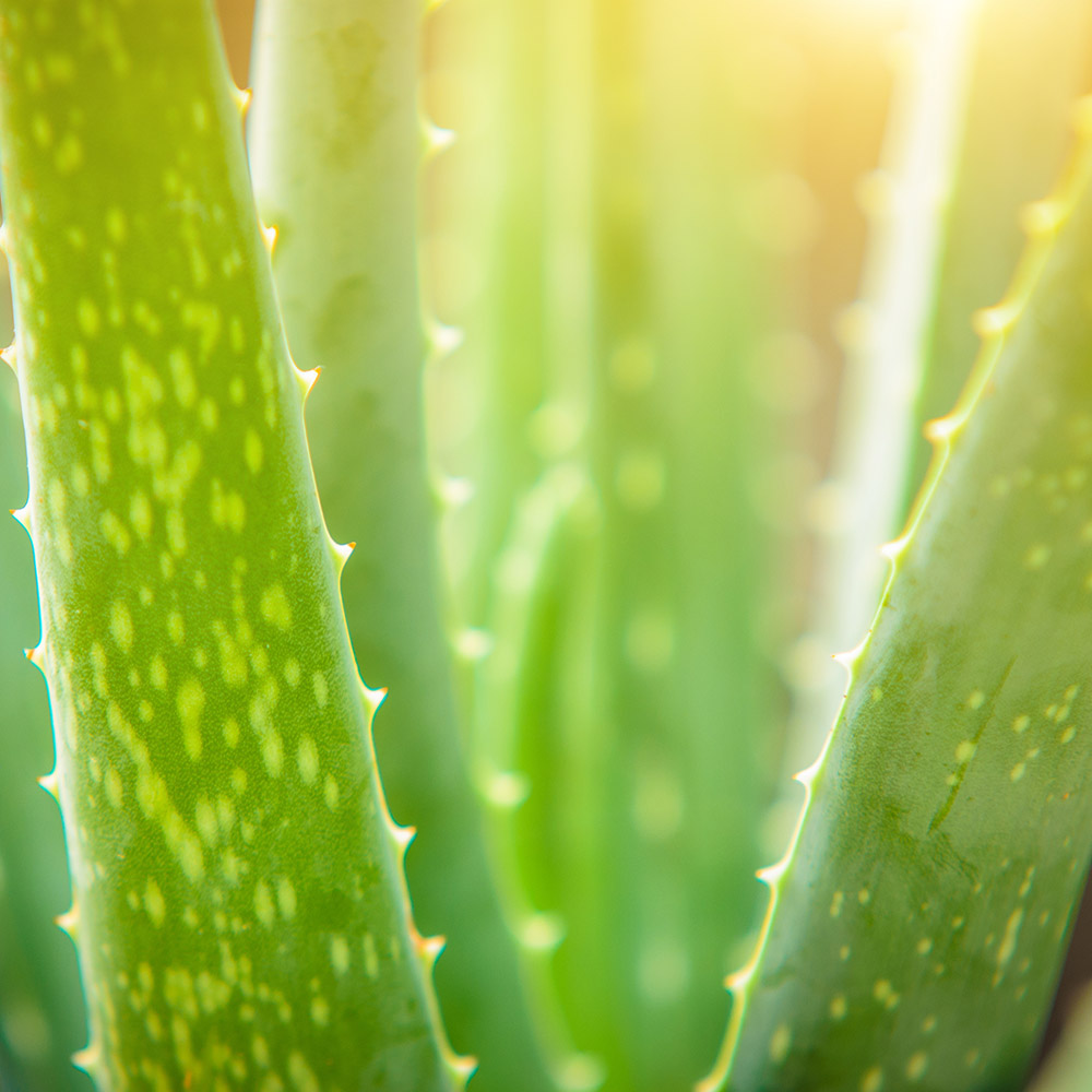 Aloevera Cancer Therapy