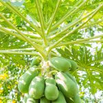 Papaya Leaf Cancer Treatment Program