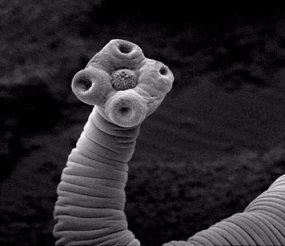 Cestoda