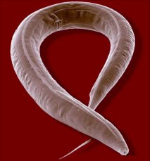Nematode