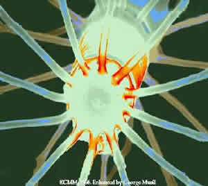 PROTOZOA