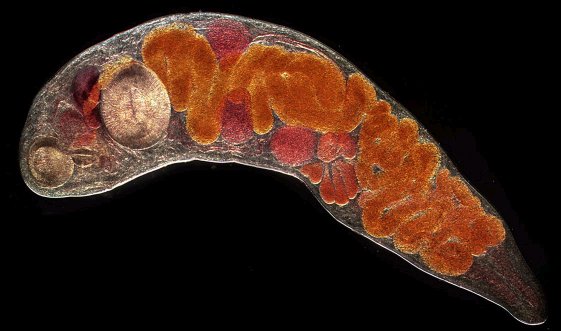 Trematode